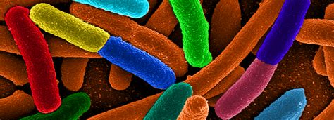 4 Important Considerations for Your Cell Lysis