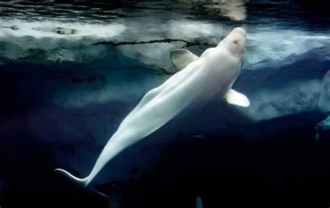 Arctic Delicacy: What Does Raw Beluga Whale Taste Like?