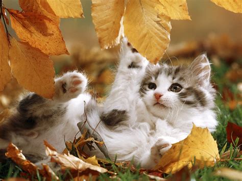 Autumn Kitten Playing Wallpaper | Free HD Cat Images