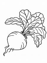 Beet coloring Pages To Download And Print For Free sketch template