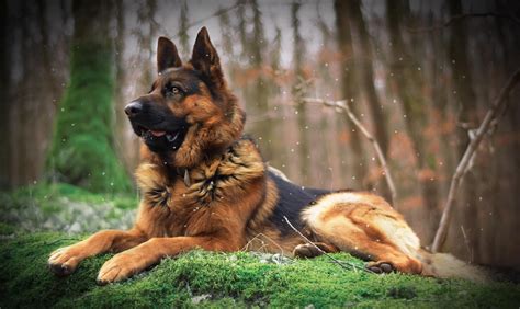 Download Depth Of Field Dog Animal German Shepherd HD Wallpaper