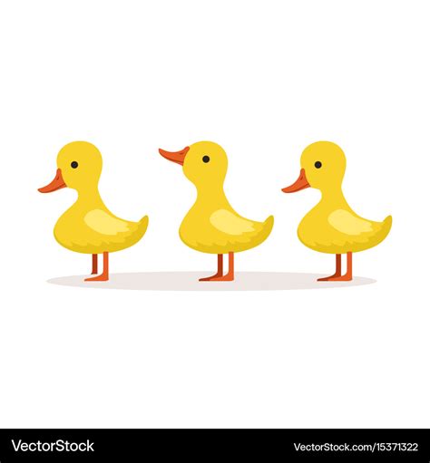 Three cute cartoon ducklings characters standing Vector Image