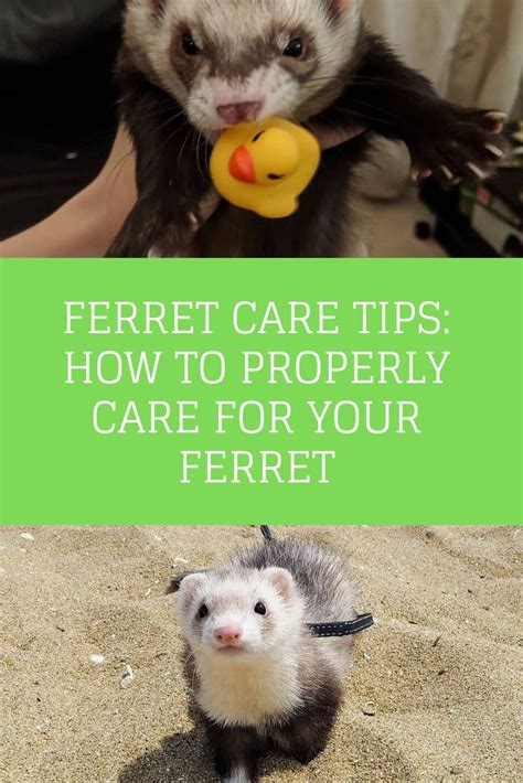 Ferret Care Tips: How To Properly Care For Your Ferret | Ferret care tips, Ferret care, Ferret