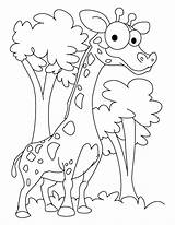 Free Printable Baby Giraffe Coloring Pages  Sheet sketch template