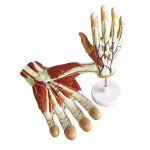 Human Hand Anatomy Model Set - Realityworks