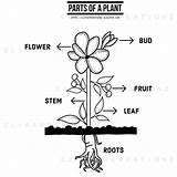 Parts Of A plant coloring Clipart Black And White sketch template