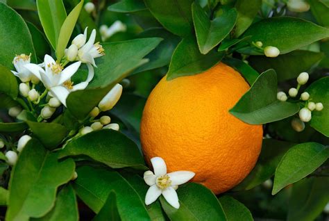 Where Do Citrus Fruits Grow at Paul Sackett blog