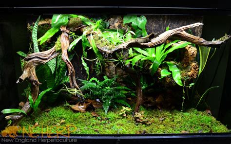 All Lighting For Bioactive Terrariums and Live Vivariums | NEHERP ...