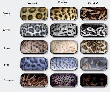 Types of Bengals fur patterns and markings | Piaraan, Hewan peliharaan, Kucing