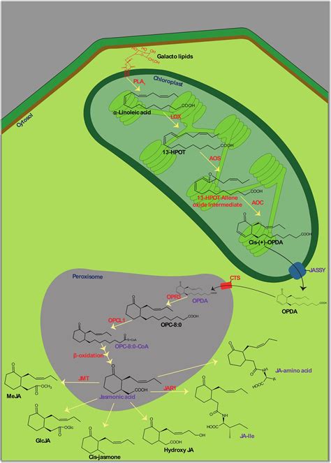 Frontiers | Jasmonates in plant growth and development and elicitation of secondary metabolites ...