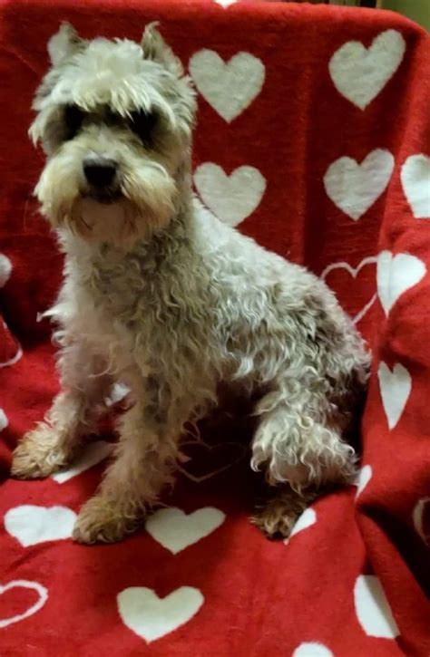 Dog for Adoption - Silver/white parti, a Schnauzer in Noble County, OH | Alpha Paw