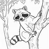 Raccoon In The Forest coloring page Lulu Pages sketch template