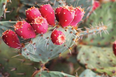 Cactus | Description, Distribution, Family, & Facts | Britannica