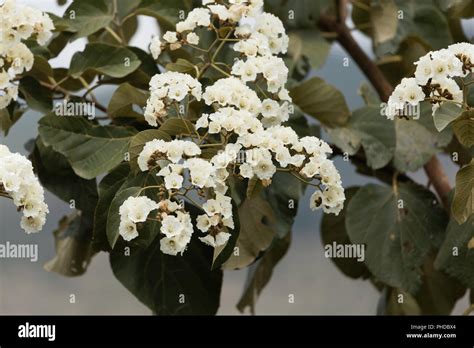 Flowers of Sudan Teak (Cordia africana Stock Photo - Alamy