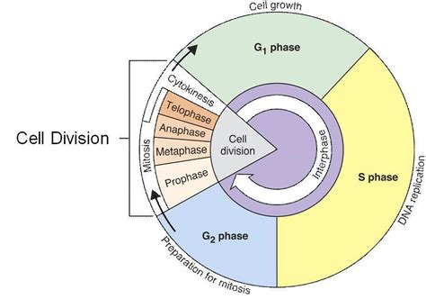 Kahoot! | Play this quiz now! | Cell cycle, Cell division, Mitosis