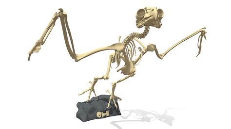 OWL Skeleton - Buy Royalty Free 3D model by Puppy3D [3a52538 ...