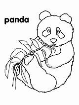 Free Coloring Pages Panda Bear  Printable Templates Protal sketch template