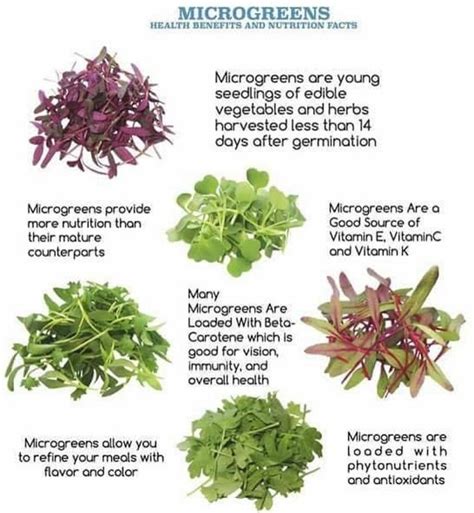 Printable Microgreens Nutrition Chart