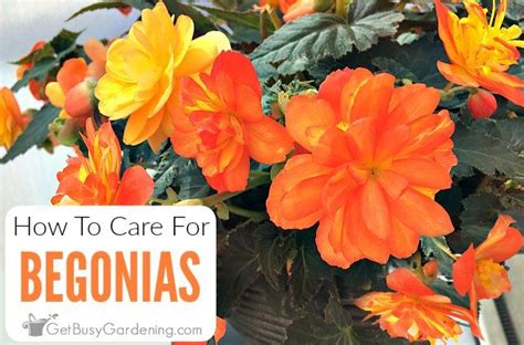 Begonia Plant Care: How To Grow & Care For Begonias | Flower pots outdoor, Begonia, Plants