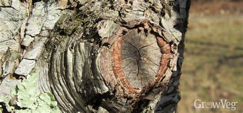 Essential Fruit Tree Pruning Tips