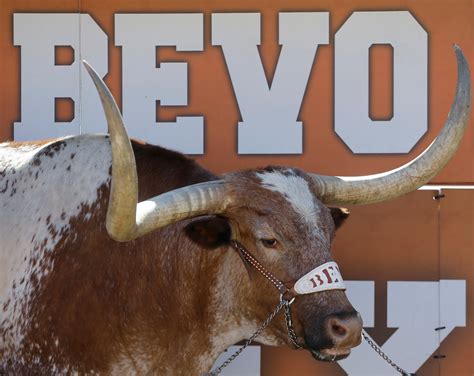 Texas Longhorns mascot Bevo XIV (above), who died last fall,
