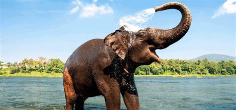 Kerala Wildlife Sanctuaries & Nature Attractions in Southern India ...