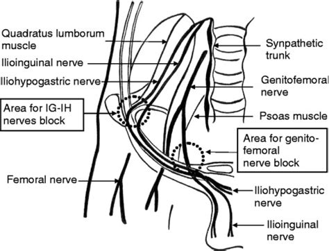 Inguinal Nerve Distribution