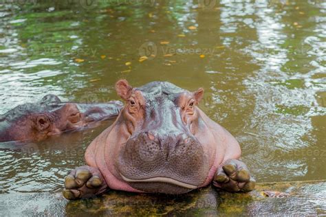 Hippopotamus. The hippopotamus is a large 11877119 Stock Photo at Vecteezy