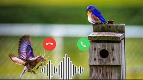 Bird Notification Sound - YouTube