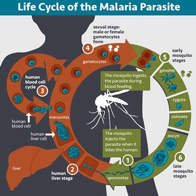 Malaria Parasite, Mosquito, and Human Host | NIH: National Institute of Allergy and Infectious ...