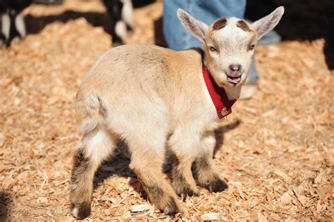 Baby goats playing stock image. Image of loving, pretty - 8730475