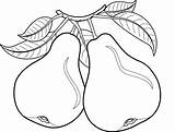 Pear Coloring Page At GetDrawings  Free Download sketch template