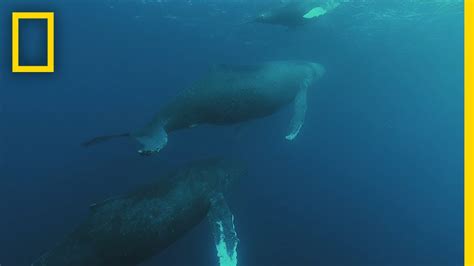 Humpback Whale Migration | Shark vs Whale - YouTube