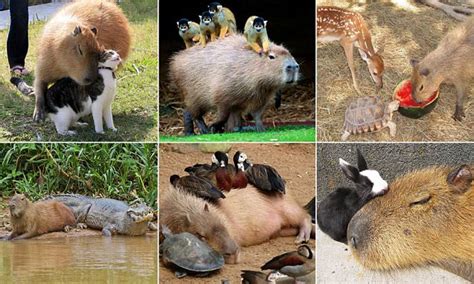 The capybara is the friendliest animal in the world | Daily Mail Online