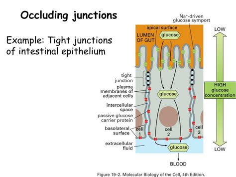 PPT - Chapter 19: Cell junctions and the extracellular matrix ...