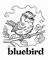 Bluebird And Blue Jay Coloring Pages sketch template