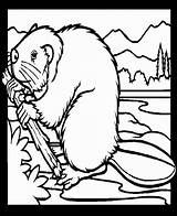 Beaver coloring page Free And Online sketch template