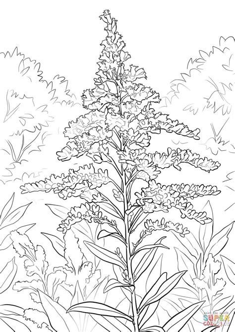 Giant Goldenrod coloring page | Free Printable Coloring Pages