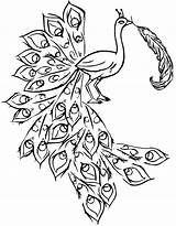 Free Printable Peacock Coloring Pages For Kids sketch template