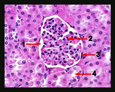 Simple Squamous Epithelium Slide