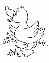 25 Free Duck Coloring Pages For Kids And Adults sketch template