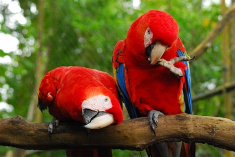 "It's a Jungle" - Belize's Wildlife Beauty - The Island Life - Belize - St.George's Caye Resort ...