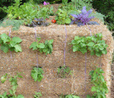 Straw Bale Gardening - Gardening in Ontario