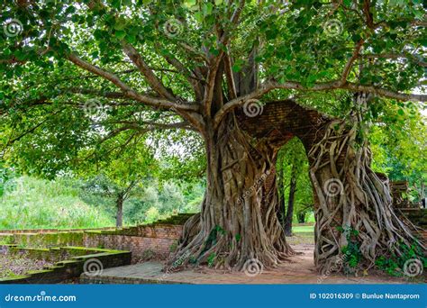 443 Si Gate Stock Photos - Free & Royalty-Free Stock Photos from Dreamstime