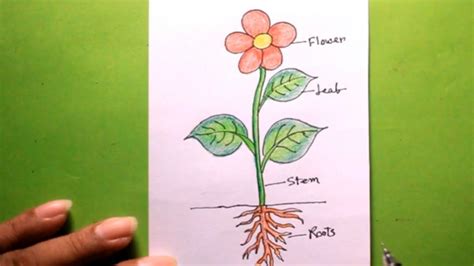 How TO Draw different part of plant easy/a cute plant/draw a plant easy ...