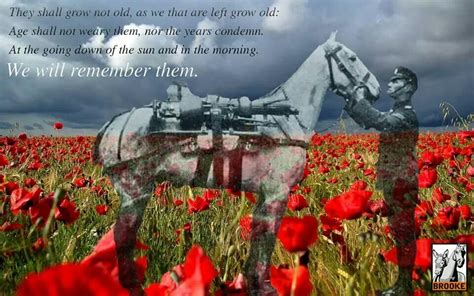 Poignant gratitude. | Remembrance day images, Remembrance day, Remembrance day poppy