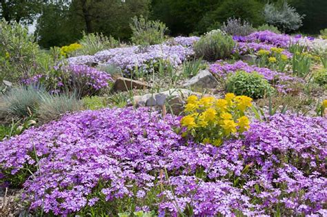 15 of the Best Flowering Ground Covers | Gardener’s Path