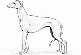 Whippet Coloring Pages sketch template