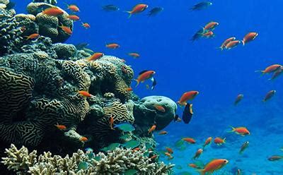 Coral reefs highlight the key role of existing biodiversity for climate change adaptation ...