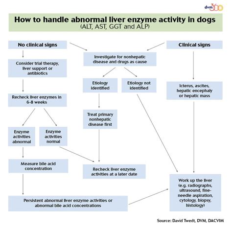 What Causes Elevated Liver Enzymes In A Dog